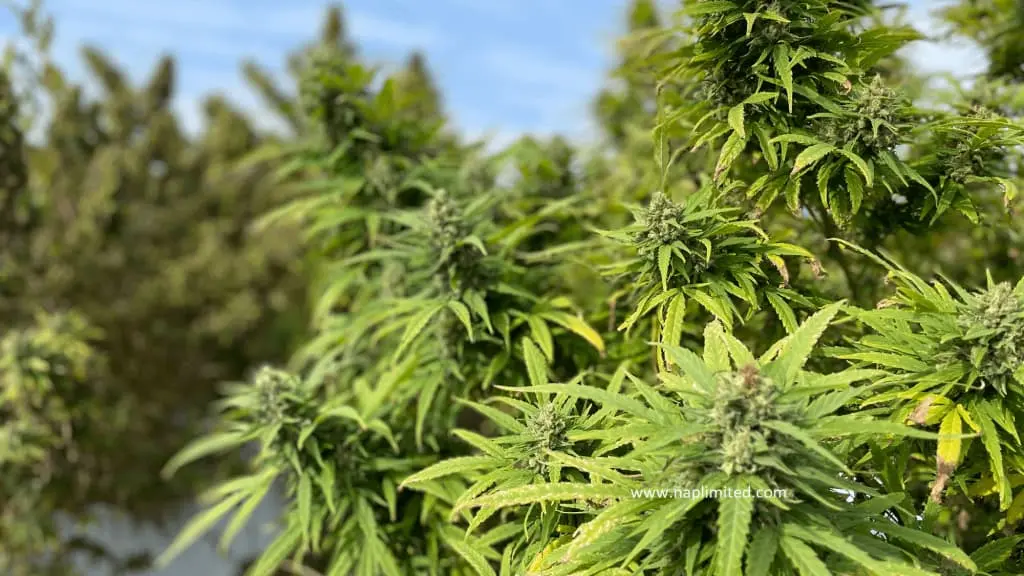 industrial hemp made illegal