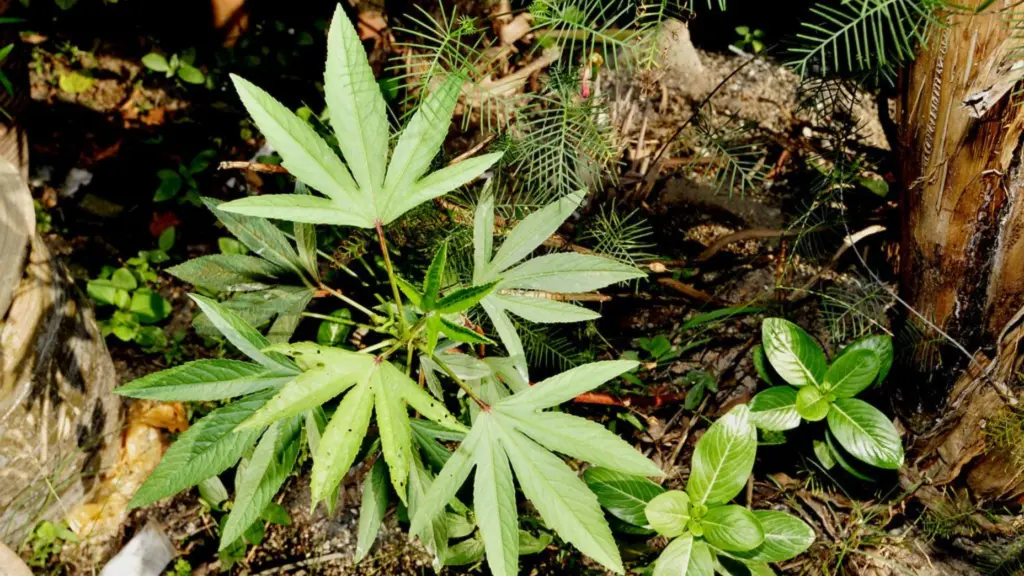 Cannabis and Aging