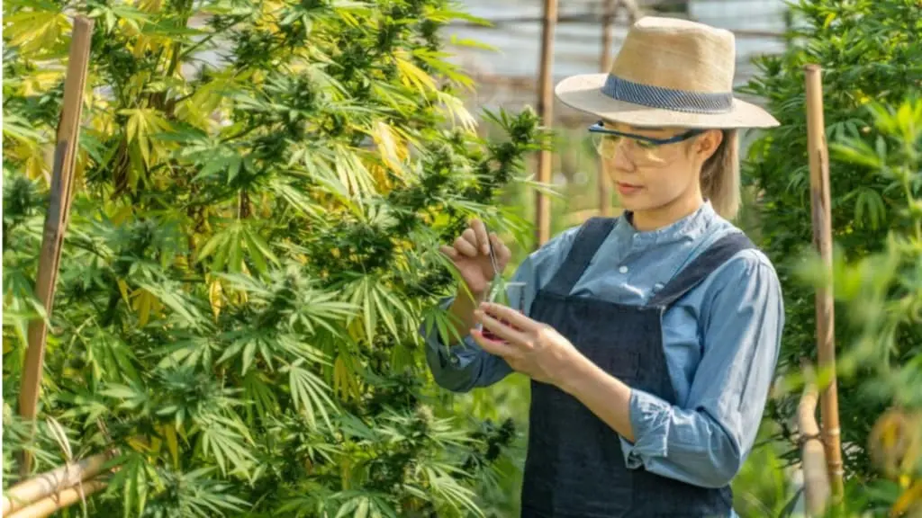 Hemp-a-Wonder-crop