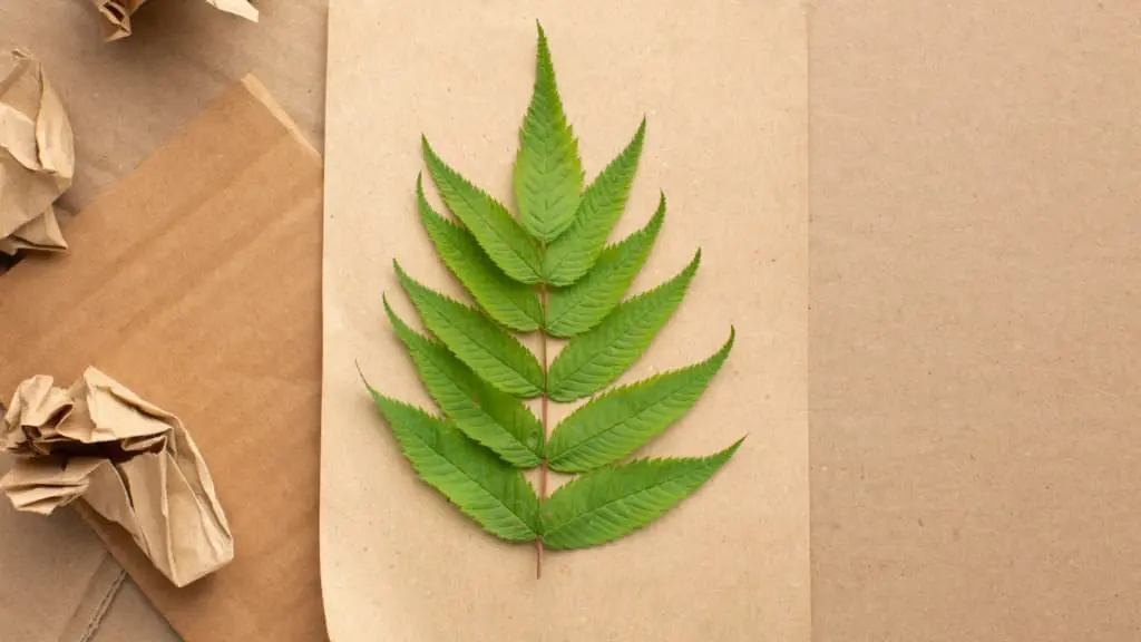 Hemp paper in india