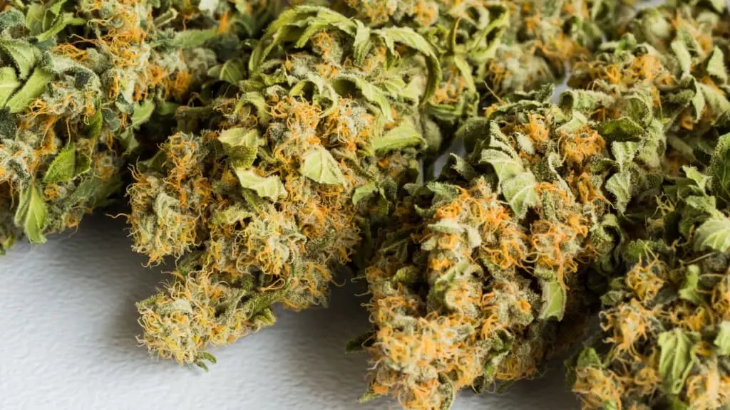 The History of Hemp From Ancient Times to the Present