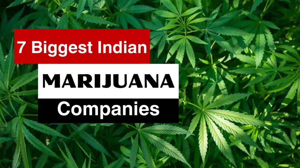 7 Biggest Indian Marijuana Companies
