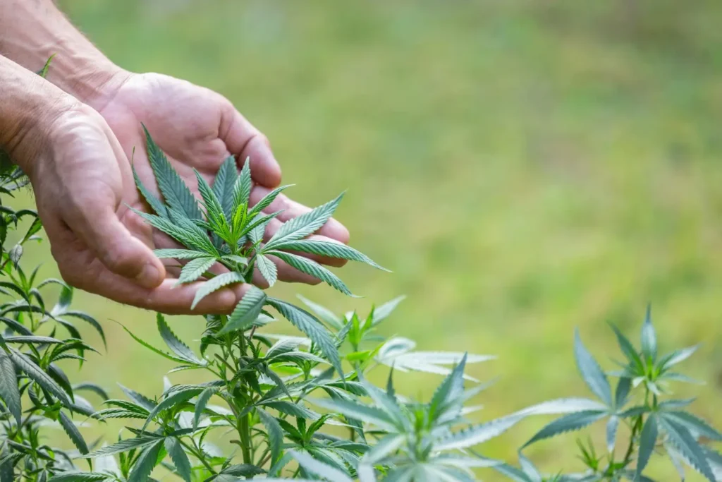 HEMP’S PROLIFERATED ROLE IN RURAL DEVELOPMENT