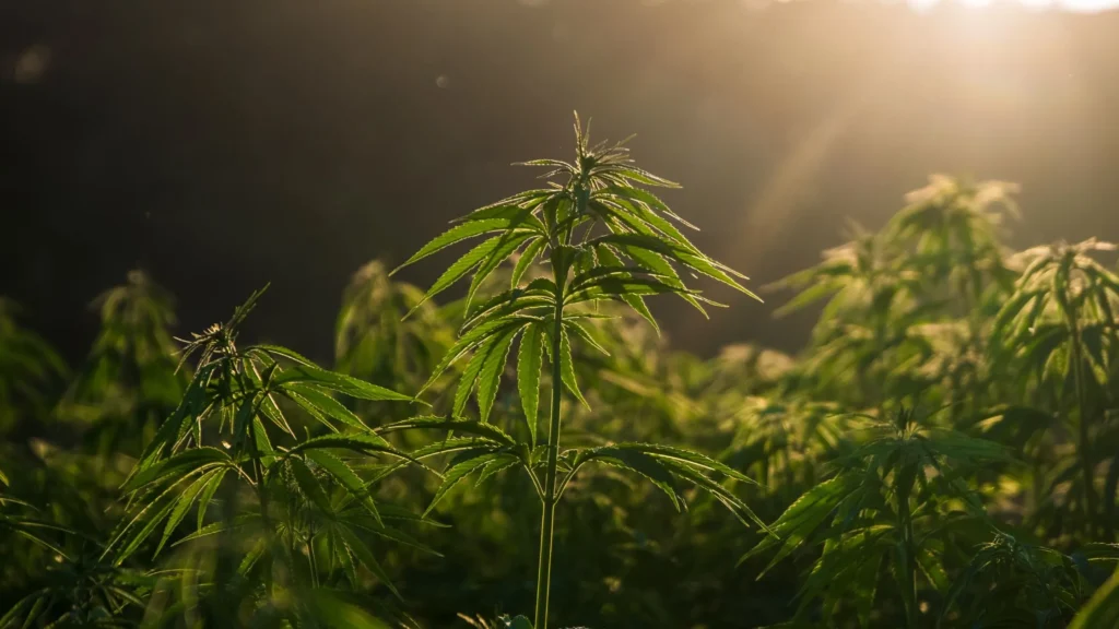 hemp-plastic